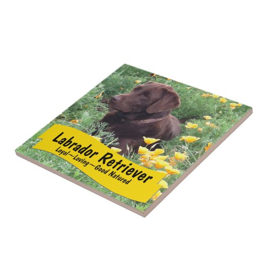 Schokoladen-Labrador im Fliese (Seite)