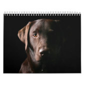 Schokoladen-Labrador-Kalender 2010 Kalender (Titelbild)