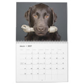 Schokoladen-Labrador-Kalender 2010 Kalender (Mär 2027)