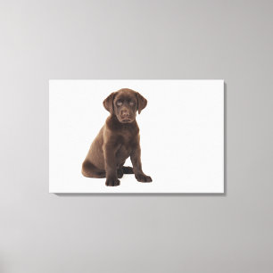 Schokoladen-Labrador retriever-Welpe Leinwanddruck