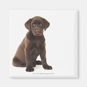 Schokoladen-Labrador retriever-Welpe Magnet