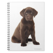 Schokoladen-Labrador retriever-Welpe Notizblock (Vorderseite)