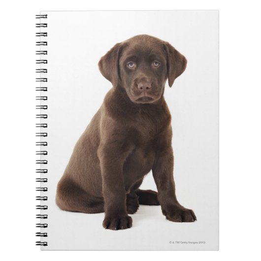 Schokoladen-Labrador retriever-Welpe Notizblock (Vorderseite)