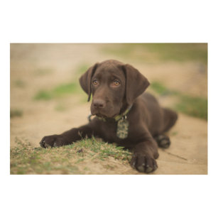 Schokoladen-Labrador-Welpe Holzwanddeko