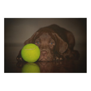 Schokoladen-Labrador-Welpe mit Tennisball Holzdruck