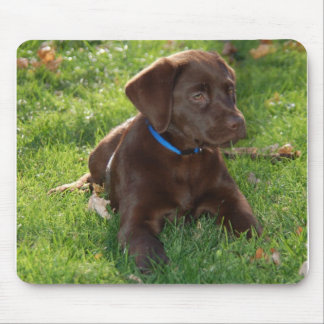 Schokoladen-Labrador-Welpe Mousepad