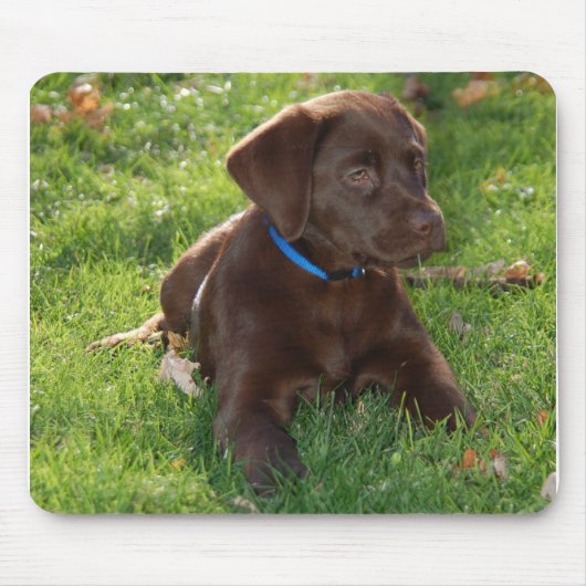 Schokoladen-Labrador-Welpe Mousepad (Vorne)
