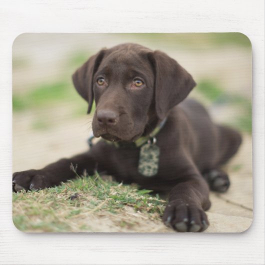 Schokoladen-Labrador-Welpe Mousepad (Vorne)