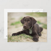Schokoladen-Labrador-Welpe Postkarte (Vorne/Hinten)