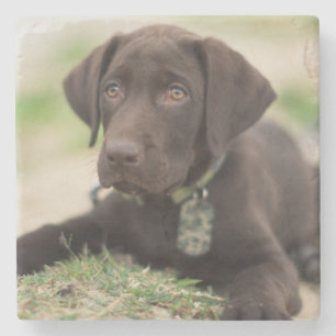 Schokoladen-Labrador-Welpe Steinuntersetzer