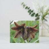 Schokoladen-Lilie, Unalaska Insel Postkarte (Stehend Vorderseite)