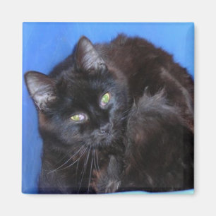 SCHOKOLADEN-MIEZEKATZE MAGNET