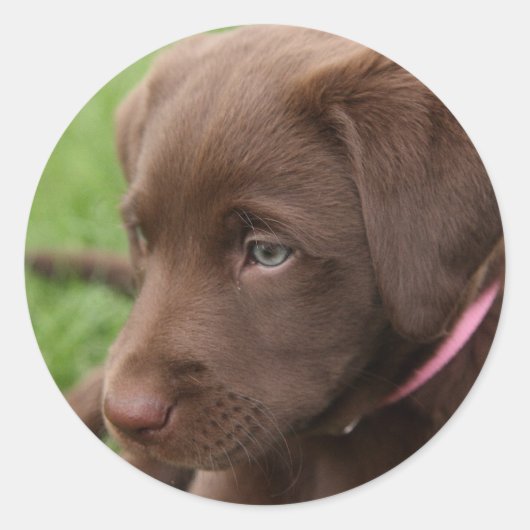 Schokoladenaufkleber für Labrador Runder Aufkleber (Vorderseite)