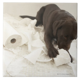 Schokoladenbraunes Labrador Fliese
