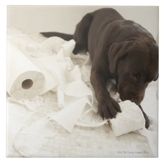 Schokoladenbraunes Labrador Fliese (Vorderseite)