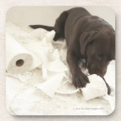 Schokoladenbraunes Labrador Getränkeuntersetzer (Vorderseite)