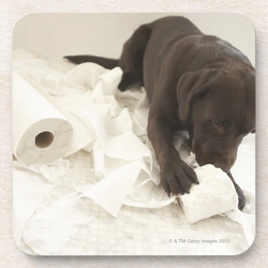 Schokoladenbraunes Labrador Getränkeuntersetzer (Vorderseite)