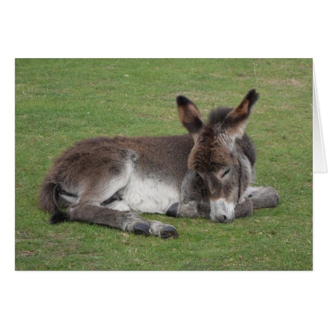 Schokoladencute donkey baby foal asleep (Vorderseite (Horizontal))