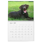 Schokoladenkalender Labrador Kalender (Mär 2027)