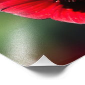 Schokoladenkosmos mit schöner Farbe Fotodruck (Ecke)