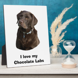 Schokoladenportrait Labrador Foto Fotoplatte