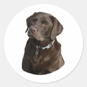 Schokoladenportrait Labrador Foto Runder Aufkleber