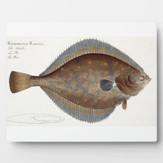Scholle (Pleuronectes Platessa), Platte XLII aus " Fotoplatte (Vorderseite)