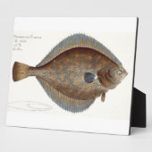 Scholle (Pleuronectes Platessa), Platte XLII aus " Fotoplatte (Seite)