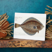 Scholle (Pleuronectes Platessa), Platte XLII aus " Fotoplatte (Seite)