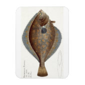 Scholle (Pleuronectes Platessa), Platte XLII aus " Magnet (Vertikal)