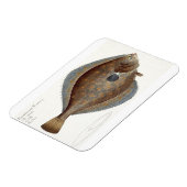 Scholle (Pleuronectes Platessa), Platte XLII aus " Magnet (Linke Seite)