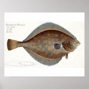 Scholle (Pleuronectes Platessa), Platte XLII aus " Poster