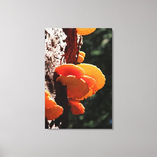 Schön Gelbes Schwefelschelf Fungus Canvas drucken Leinwanddruck (Vorderseite)