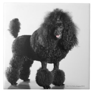 Schön, getrimmt, Schwarzes, kompletter Pudelkörp Fliese