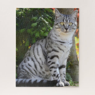 Schön grauer Tabby Puzzle
