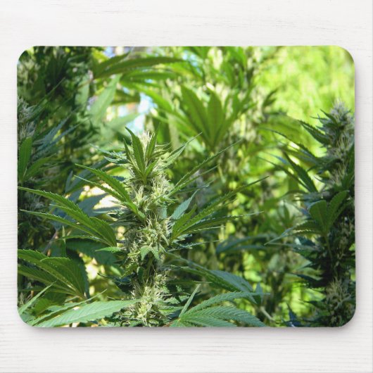 Schön...... Mousepad (Vorne)