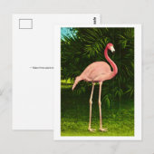 Schön rosa Flamingo Postkarte (Vorne/Hinten)