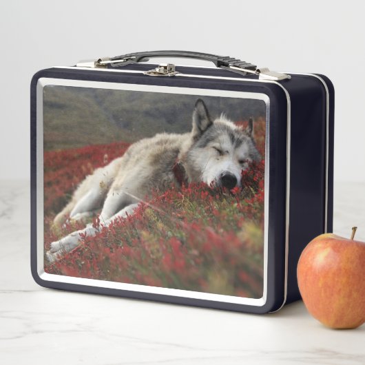 Schön schlafende Wolf Metal Lunch Box (Beispiel)