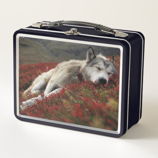 Schön schlafende Wolf Metal Lunch Box (Vorderseite)