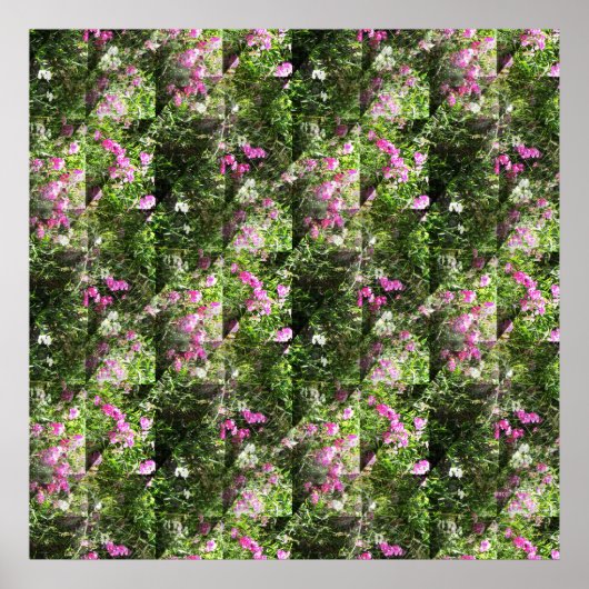 Schön süße Erbsen.... Poster (Vorne)