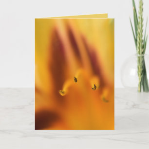Schöne Abstrakte Orange Tiger Liege Blume Leere Karte