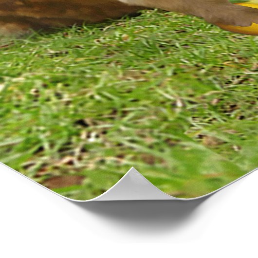 Schöne Affenschrift 2 Korinther 6:14 Poster (Ecke)