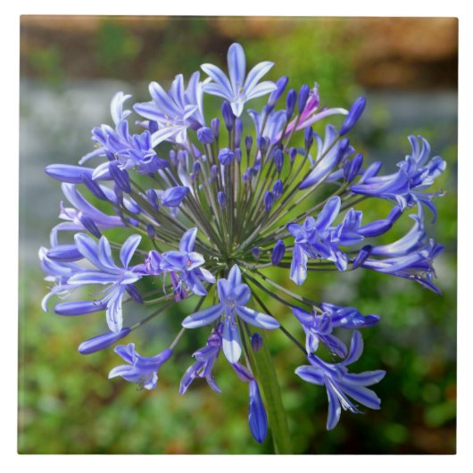 Schöne Afrikanische Lily Fliese (Vorderseite)