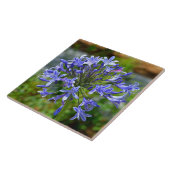 Schöne Afrikanische Lily Fliese (Seite)