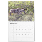 Schöne Alaska Landschaft & Wildlife Fotografie Kalender (Feb 2026)