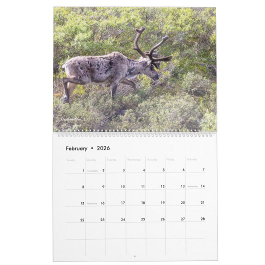 Schöne Alaska Landschaft & Wildlife Fotografie Kalender (Feb 2026)