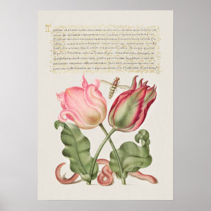 Schöne alte botanische Illustration Poster