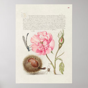 Schöne alte botanische Illustration Poster