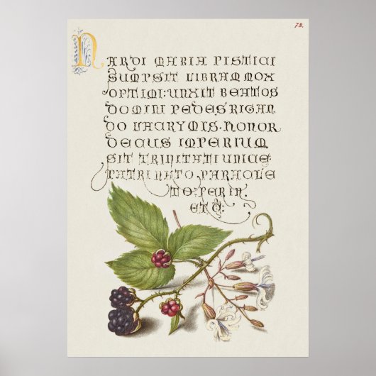 Schöne alte botanische Illustration Poster (Vorne)