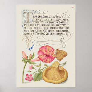 Schöne alte botanische Illustration Poster